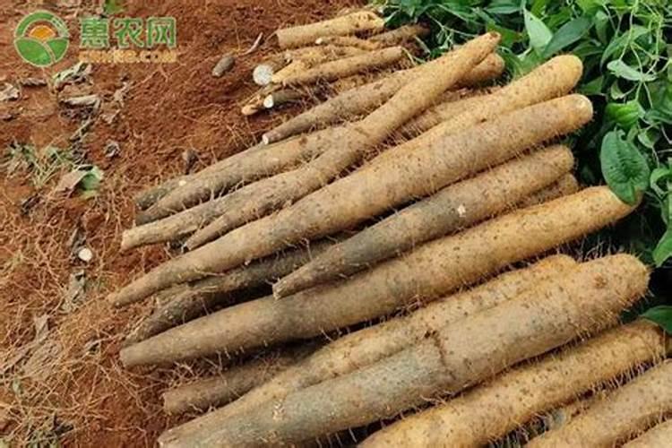 家庭种植淮山如何种植 家庭种植淮山种植有什么方法