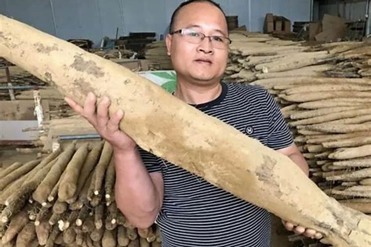 淮山怎么种啊