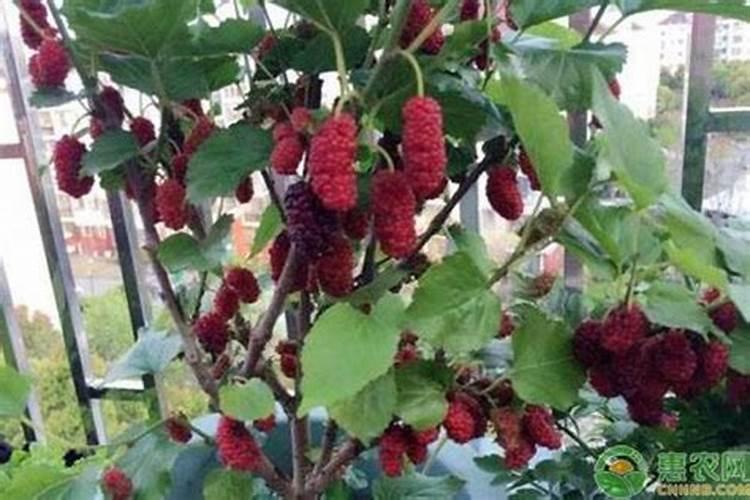 桑葚子开始红结果多可以再加施肥吗？