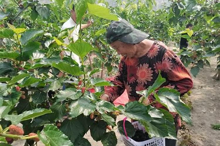 桑椹不甜怎么施肥5月9号还可以施肥？