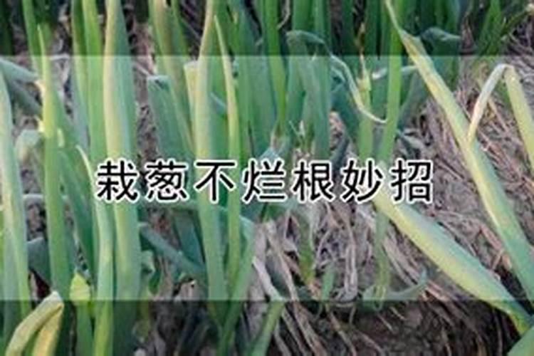 怎样使大葱生根快 如何使大葱生根快