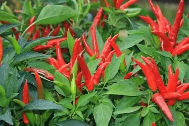 辣椒喷什么叶面肥结果多,辣椒喷什么药可以把辣椒拉长