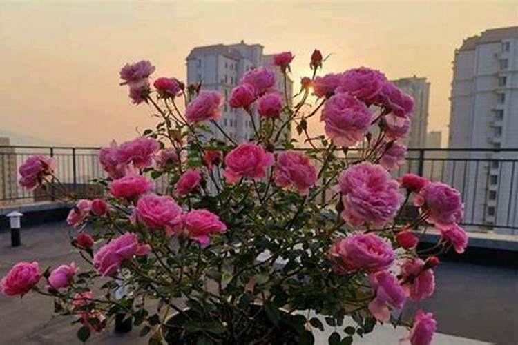 月季花摘芽后如何正确施肥