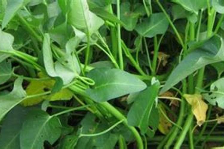 空心菜施什么肥长得快又嫩