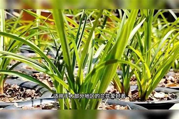 养殖兰花如何使用化肥
