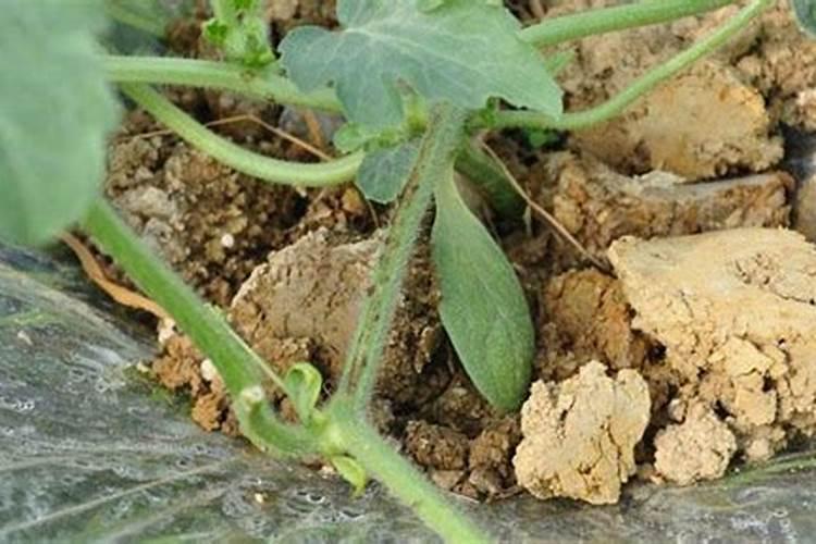 种植西瓜出现烂叶、烂蔓,这是什么原因导致的？该如何防治？