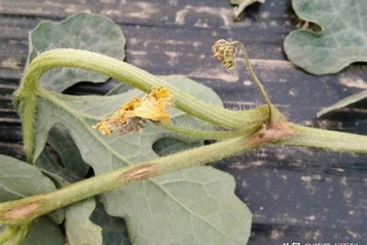 西瓜8424大棚吊蔓栽培新技术