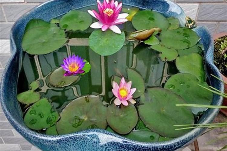睡莲花苞水养何时能开花？