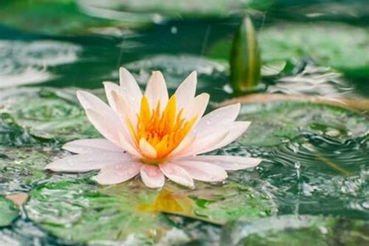 睡莲花苞水养何时能开花？
