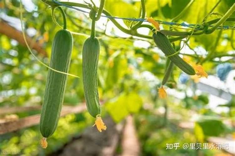 黄瓜追肥用什么肥料好