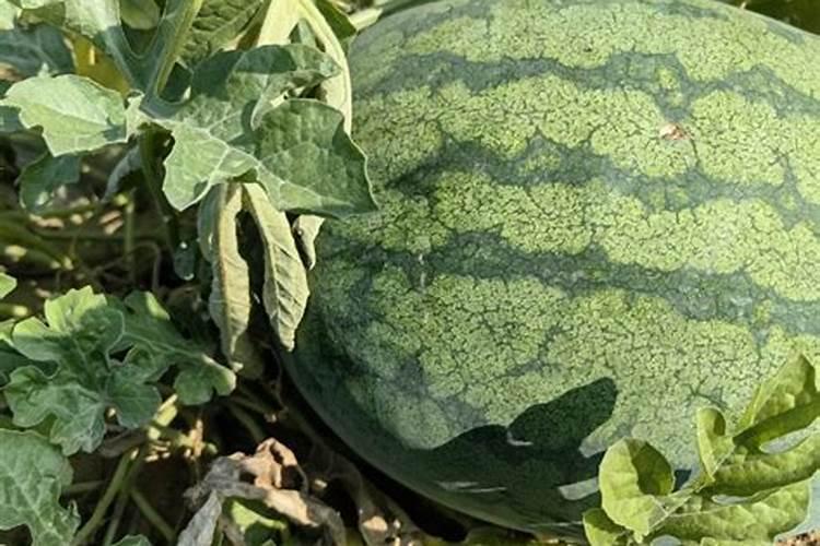 河南晋开集团延化化工有限公司有过什么官司