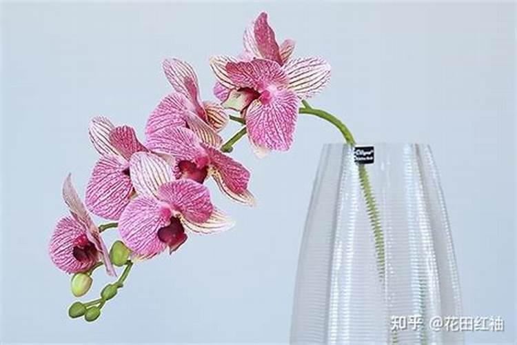 蝴蝶兰开花之前施什么肥蝴蝶兰什么时间施肥好
