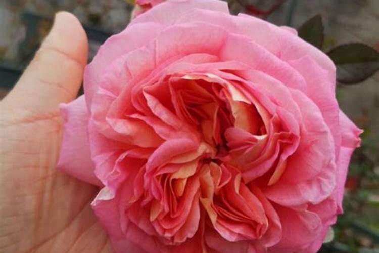 什么是黄花磷酸