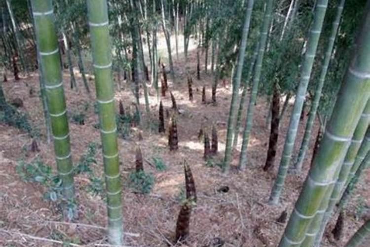 麻竹笋如何种植及管理