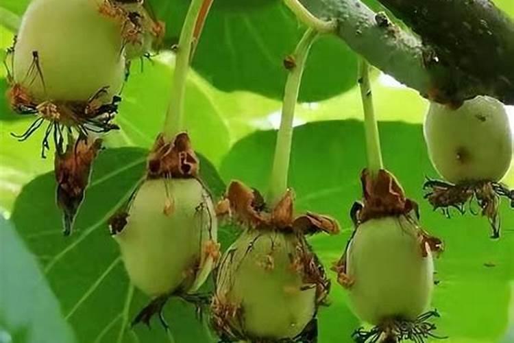三种施肥法种好猕猴桃