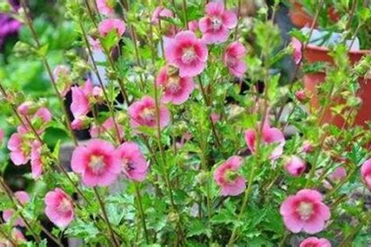 花生施肥时间,花生如何施肥能高产