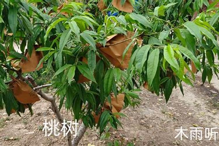 什么肥料可以让植物快速生长？