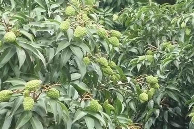 玉米黑穗病是什么