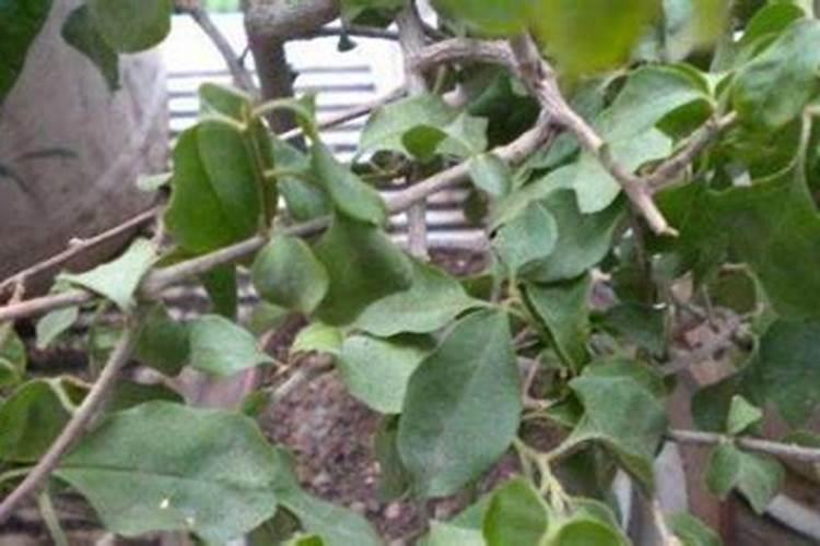 谁知道这是什么树？