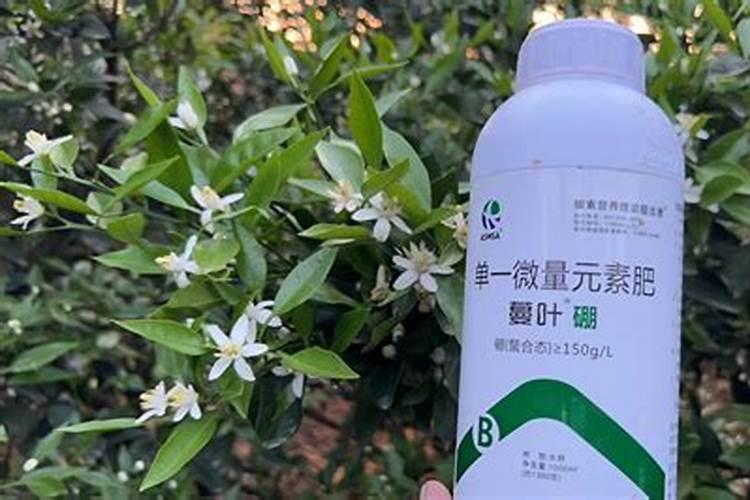 阿联酋国家有哪些