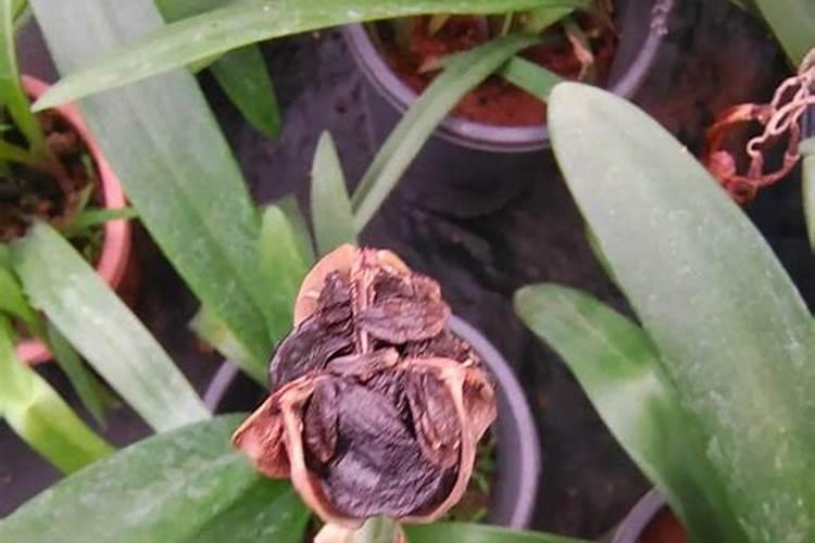 朱顶红施肥时间和方法花卉百科