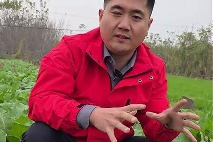 叶面喷施硼肥多少克一桶水
