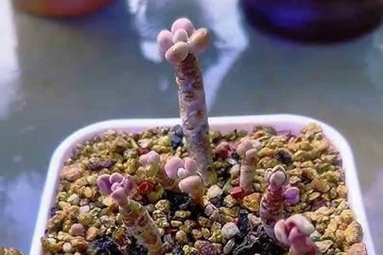 多肉植物怎么施肥,施什么肥