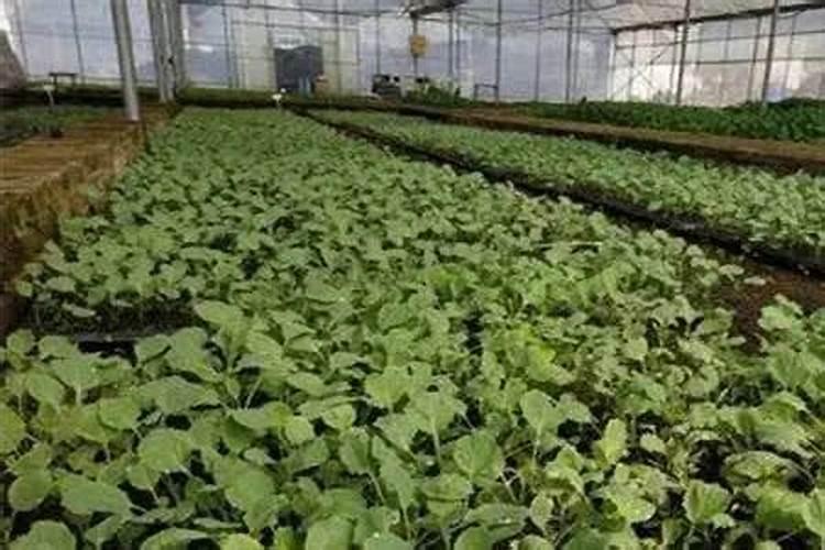 菜苗出土后应该施什么肥