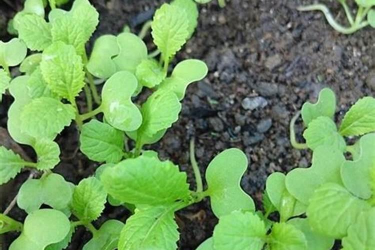 菜苗移栽几天后可施肥