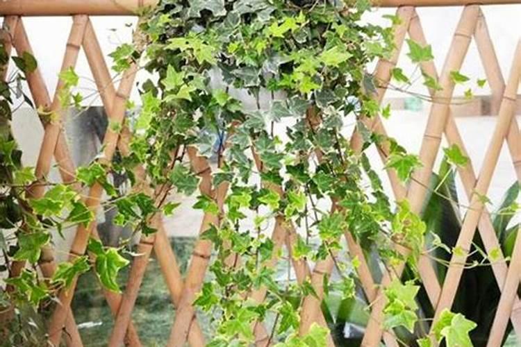 柑橘园建设园地如何选择？柑橘建园需要满足哪些条件？