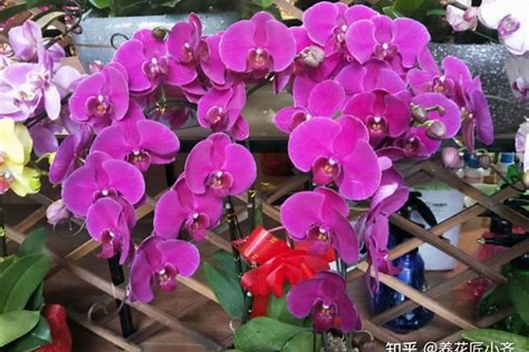 水培植物用什么肥料