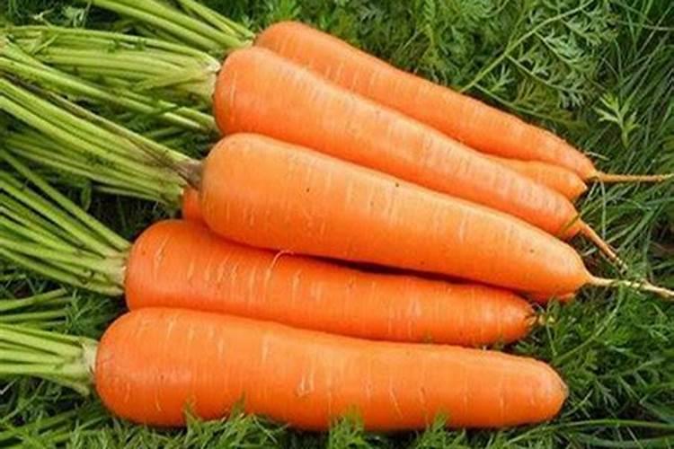 北方山胡萝卜用什么肥料