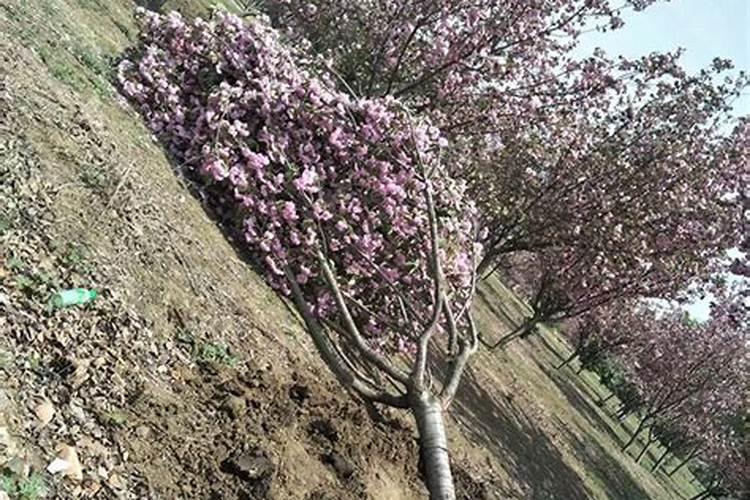 樱花秋季施什么肥好