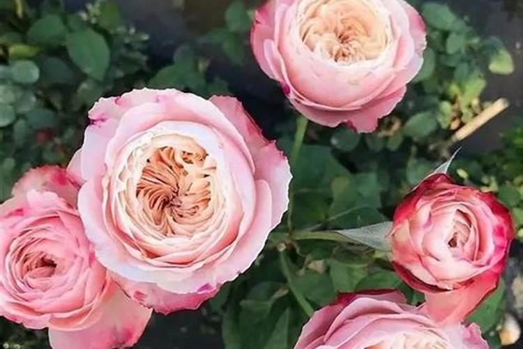 九里香怎么养才能开花