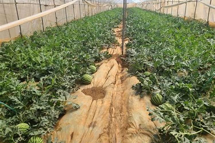 为什么种植的西瓜会生长缓慢