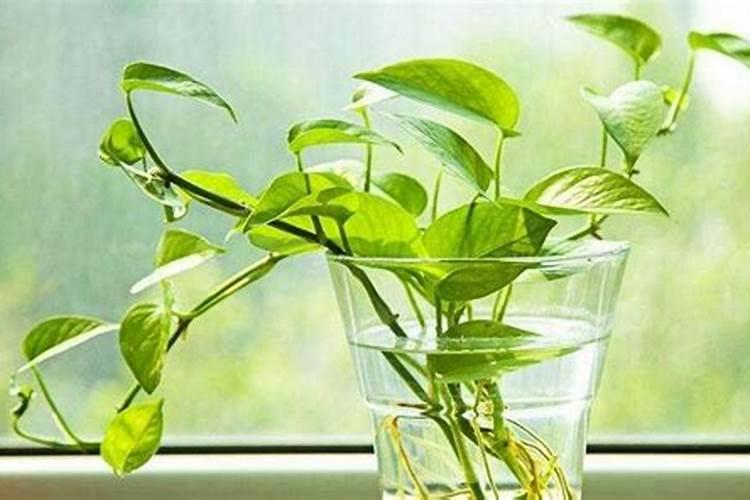 水养绿萝施什么肥料长得快