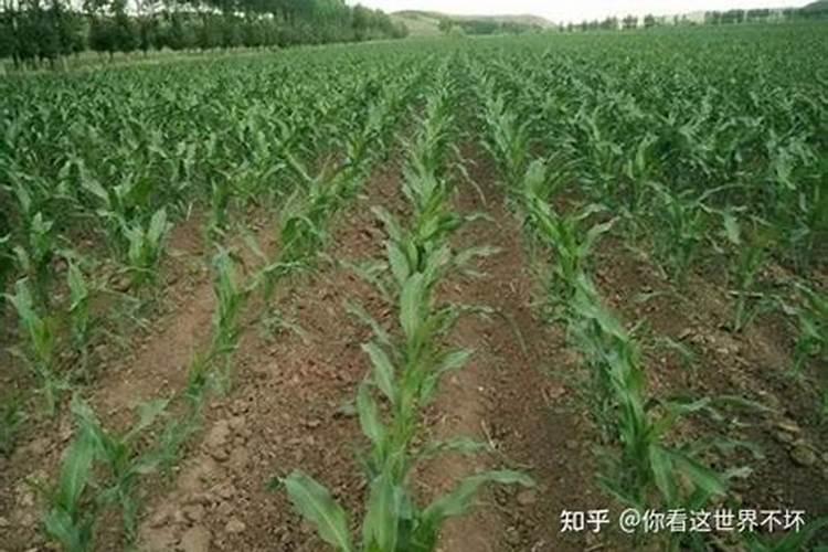 大叶绿萝冬天怎么养才能安全过冬？