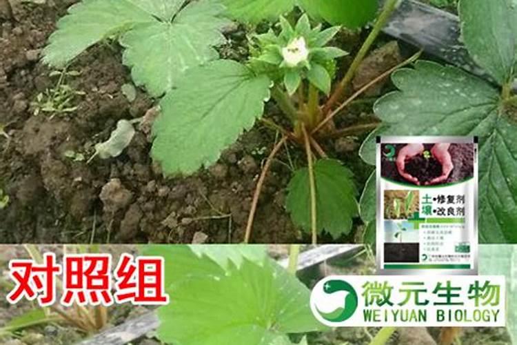 草莓枯萎病怎么治