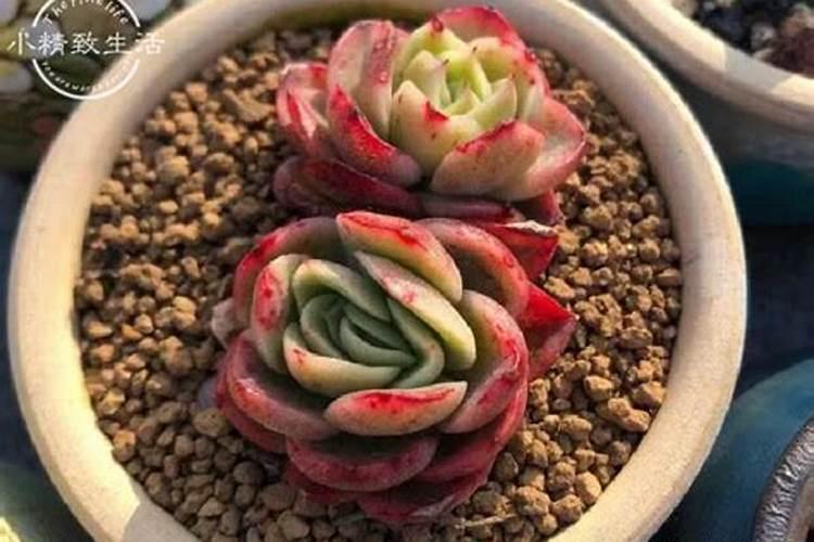 花叶木多久浇一次水