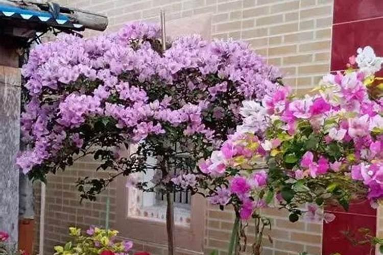 家庭养花常用哪些肥料 家庭养花肥料的简介