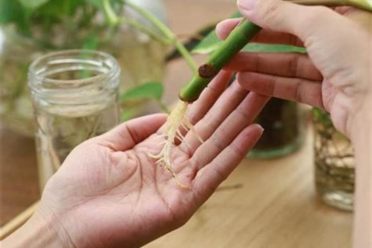 生根剂可以喷叶片吗？