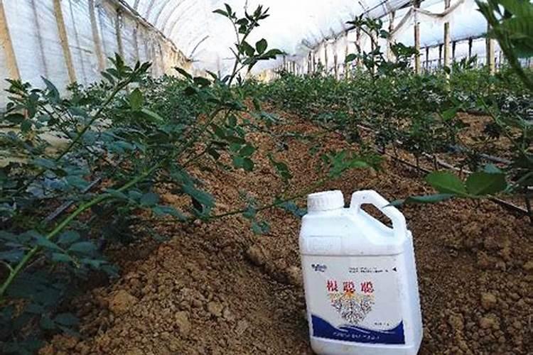红豆杉盆景施肥方法