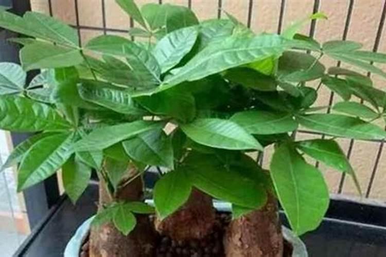 哪个可以说说盆栽发财树施什么肥？有网友清楚吗？