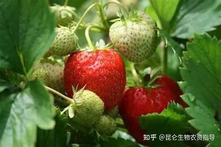 水溶肥一般需要兑多少水？