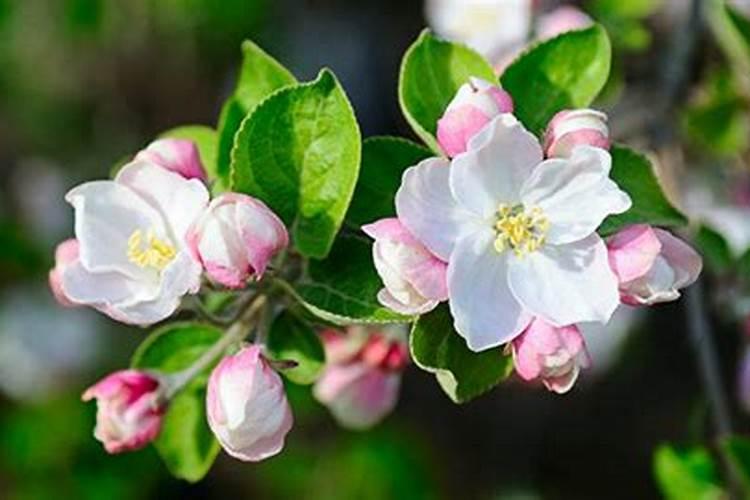 什么花肥适合各种花用,养花肥料大全