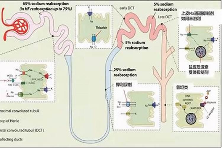 氯化钾对人体有什么作用