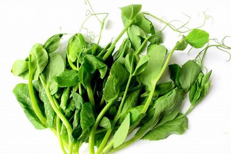 豌豆沤肥要多久才能腐烂