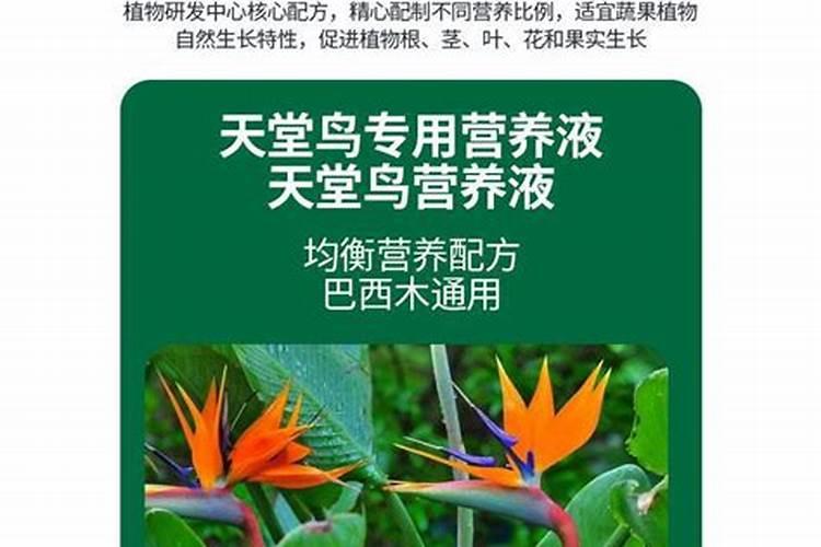 天堂鸟如何施肥