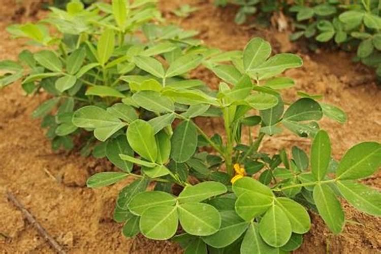 花生施什么肥才能高产什么时候施肥好