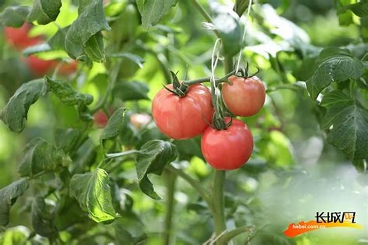 什么肥料保花